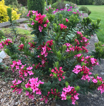 Daphne cneorum var 'Major' 178/20